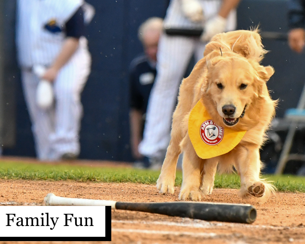Family Fun