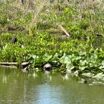 Turtles swim near lily pads in a calm, green pond bordered by tall reeds.