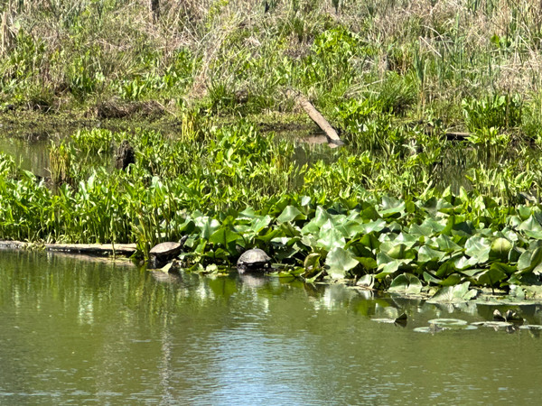 Abbott Marshlands