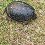 Dark turtle resting on patchy grass and dry ground outdoors.