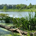 Lush green reeds and trees line a calm, lily-pad covered pond under a bright sky.