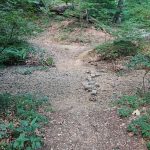 Dirt trail winding through a lush, wooded area with scattered rocks.