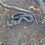 Black snake coiled on dark, mulched ground outdoors.