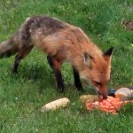 Red fox foraging on carrots and a melon in green grass.