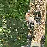 Red-headed woodpecker perched on a wooden birdhouse against green foliage.