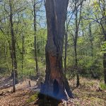 Large, hollowed tree trunk in a sunlit forest with dense green foliage.
