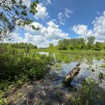 Marshland scene with calm water, scattered vegetation, and a fallen log under a blue, cloudy sky.