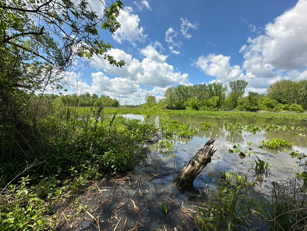 Abbott Marshlands – Roebling Park: Spring Lake