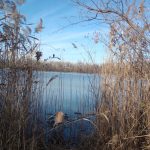 Winter reeds line a calm blue lake under a bright, clear sky with distant birds.