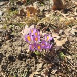 Cluster of small purple and yellow spring wildflowers growing in dry, earthy soil.