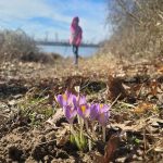 Purple crocuses bloom in dry, earthy foreground with a distant figure and bridge under a blue sky.