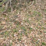Dry, leaf-covered forest floor with sparse green growth and small purple wildflowers.