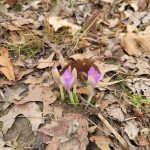 Small purple wildflowers blooming among dry, fallen autumn leaves on the ground.