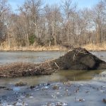 Pile of black manure on frozen, icy water with bare trees in the background.