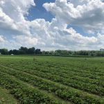 Vast green field of crops under a bright, cloudy blue sky with small figures working.