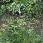 Grey heron standing on a branch over murky water, surrounded by dense green foliage.