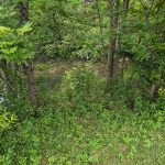 Lush green woods bordering a small, still body of water.