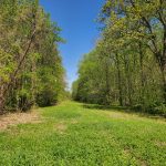 Lush green meadow bordered by dense trees under a bright blue sky.
