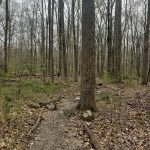 Dirt path winding through a dense, leafless forest during late autumn or winter.