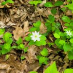 Small white wildflowers bloom among dry, brown fallen leaves and vibrant green foliage.