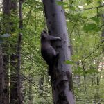Raccoon climbing a tall tree trunk in a dense, green forest setting.