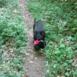 Black dog on a dirt path surrounded by lush green woods and foliage.