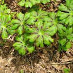 Cluster of green, lobed plants growing in dry, leaf-covered woodland soil.