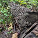 Bracket fungus growing on a fallen, mossy log in a dense forest setting.