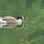 Black-headed goose swimming on calm, green water.