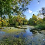Lush green algae covers calm water reflecting blue sky and surrounding trees.