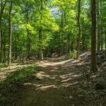 Sunlit forest path winding through dense green trees on a bright day.