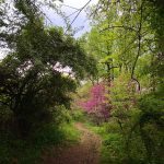 Wooded path winding through lush green trees with vibrant pink blossoms in spring.