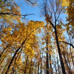 Autumn forest scene with tall trees displaying vibrant yellow and orange foliage under a blue sky.