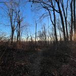 Winter woods path under a bright blue sky with silhouetted trees and sunset glow.