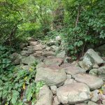 Rocky, overgrown trail winding through a lush green forest path.