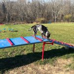 Dog jumping over a blue and red agility jump in an outdoor grassy field.