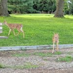 Deer grazing in a grassy park area, one walking past a wooden bench.