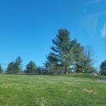 Blue sky over a grassy field with scattered trees and a chain-link fence in the distance.