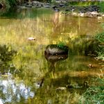Sunlit stream with reflections, mossy rocks, and lush green banks.