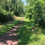 Dirt path winding through a lush, green forest on a sunny day.