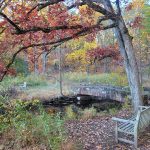 Autumn scene with a small wooden bridge over a stream under a large, colorful tree.