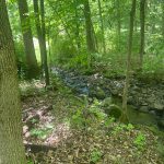 Forest stream winding through lush green woods with mossy tree trunks.