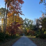 Autumn road winding through trees with vibrant fall foliage under a clear blue sky.