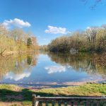 Calm pond reflecting blue sky and trees under a bright, sunny day.