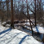 Snow-covered woods with a small stream winding through the bare trees.