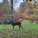 Deer walks through an autumn field with colorful trees in the background.