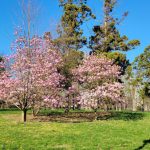 Pink blooming trees in a sunny, green park with tall evergreen trees.
