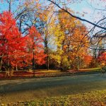 Vibrant autumn foliage lines a road under a bright blue sky.