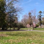Springtime park scene with green grass, trees in bloom, and blue sky.