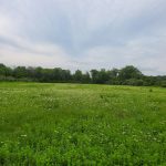 Vast green meadow filled with small white wildflowers under a cloudy sky, bordered by trees.